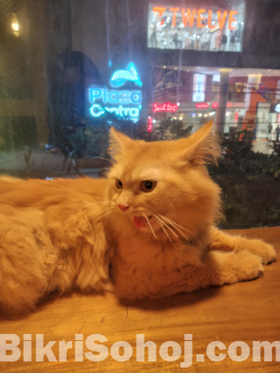 Pure Ginger Persian Cat